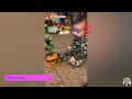 You Laugh You Lose 😜 Funniest Babies React with Dancing Cactus Toy #2 || Funny Baby Videos