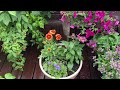 July Container Garden Tour | Front Rooftop Deck Garden