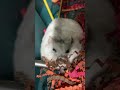 ASMR Hamster 🐹