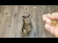 Kitty Tricks 4