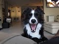 The Talking Border Collie, Sadie Part 1