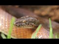 Boaedon capensis (house snake)