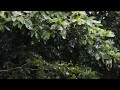 Fall into Sleep Instantly with Heavy Rainforest birds sound Compilation | Washes All Your Worries