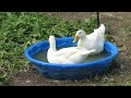 Duck Bath