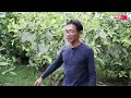 Cara Budidaya Jambu Madu Deli | Jarak Tanam Ideal Kebun Jambu MDH | Video Seri 12