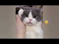 Funny Dogs And Cats Videos 2023 🤤 - Best Funniest Animal Videos Of The Month #22