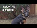 German Shepherd GROWING up - BIRTH to 8 MONTHS