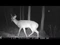 Back yard trail cam Jan 2021