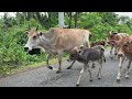 Video Mengiring Sapi Lembu Gembala Menuju Ke Kandang Peternakan Hewan Ternak Sapi - Bunyi sapi lucu