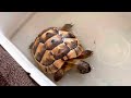 Baby Tortoise is taking its first bath🐢🛁 | extrem cute ❤️