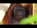 Orangutan Super Mom Jazz Takes Charge Of The Babies #babyanimals