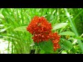 Peaceful Music With Simple Nature Of Flower