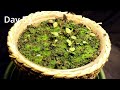 Amazing Compilation: Growing Plants in Time Lapse (TOP 10)