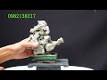 BONSAI MINI ĐỂ BÀN . VIDEO NGÀY 8/8/2024