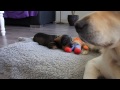 Meet Barney. The cutest Teckel pup plays with Golden Retriever Indy