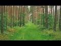 Relaxing Forest: Soothing Sounds and Scenic View