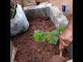 How to plant grapes at home/grapes cultivation /മുന്തിരി കൃഷി വീട്ടുവളപ്പിൽ പാർട്ട്‌ 1/tipsandtricks