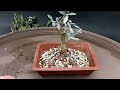 The First Work on My Olive Tree, The Bonsai Zone, Nov 2023