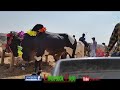 Cow Mandi 2017 | Karachi Sohrab Goth Mandi 2017 | Video 33