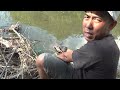 Semakin Jarang-Nya Pemancing,, Ikan Nila Besar Di Sungai ini Makin Banyak&Galak