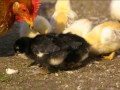 BrunisArt: Hühnerküken 1 Woche alt