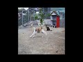 😂😻 So Funny! Funniest Cats and Dogs ❤️🤣 Funniest Animals 2024 # 24
