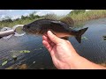 Largemouth Bass Fishing in the Florida Everglades