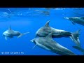 Experience the Most BEAUTIFUL OCEAN Video – 4K HDR 60 FPS Magic, Your Eyes Will Thank You!