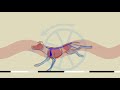 quadruped locomotion