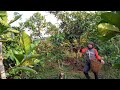 COFFEE HARVESTING IN THE MOUNTAINS COFFEE PRICES ARE MORE EXPENSIVE