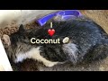 My new kitty’s and Coconut