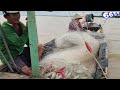 Cảnh Tượng Mọi Người Hốt Hoảng Khi Ngư Dân Dính Cá Khủng | #66TV #fishing