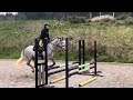 6 year old 15.2hh  mare