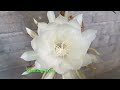 How the Night Blooming Cereus plants blooms | Night Cactus