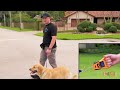 How to Stop Leash Pulling Now! Pro Tips for Success