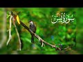 Surah Yasin ( Yaseen ) | 36سورۃ یس | The Holy Quran By Sheikh Abdur-Rahman As-Sudais | Ep-00114