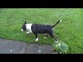 Dog Breed Video: Bull Terrier