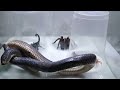 Poison Snake Scorpion Tarantula Centipede