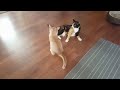 Epic kitten vs calico rasslin'
