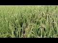 Rice Farming; Longping LP2096 MESTISO 66 NSIC2015 RC404H Dry Season (4000sqm)