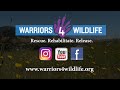 Warriors 4 Wildlife - Donations Run V3