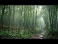 The sound of rain falling on the bamboo forest path, good sleep, healing insomnia, asmr