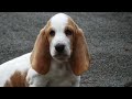 Basset Hound Welpen von Conny u Hilde mit Stargast Blondie Sept 22