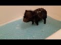 Cookie The Miniature Pig taking a bath