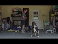 Heeling Tips & Tricks #- 7 REA  -  Watch POE Grow - The life and Training of a Competition Puppy