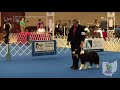 Ring 3 - 2018 AKC National Obedience Championship Sunday Morning Session