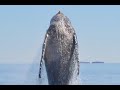 Humpback Whale Shows AMAZING Appreciation After Being Freed From Nets