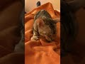 Cat kneading itself to sleep