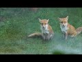 Lovely foxes