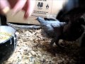 how to feed baby pigeons July 2017